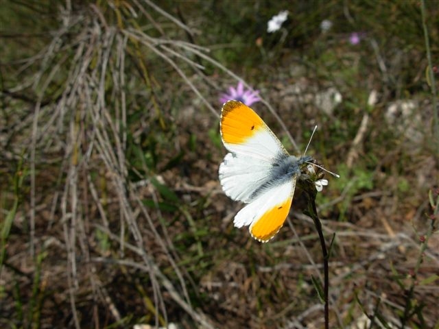 Anthocharis cardamines